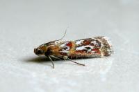 Acrobasis porphyrella