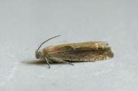 Eucosma obumbratana