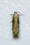 Eucosma obumbratana