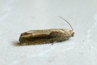 Eucosma obumbratana