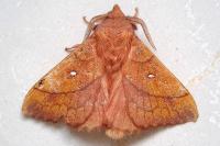 Odonestis pruni