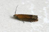 Lathronympha strigana