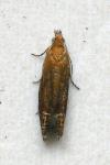 Lathronympha strigana