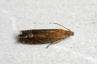Lathronympha strigana