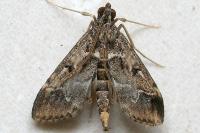 Duponchelia fovealis