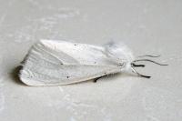 Spilosoma urticae