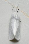 Spilosoma urticae