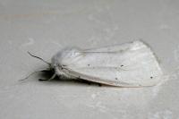 Spilosoma urticae