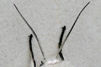 Spilosoma urticae