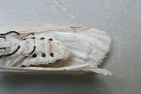 Spilosoma urticae