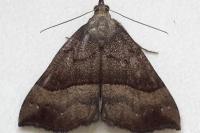 Hypena proboscidalis