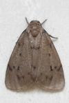 Paidia rica