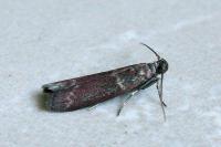 Cryptoblabes bistriga