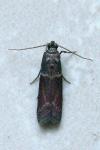Cryptoblabes bistriga