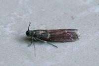Cryptoblabes bistriga