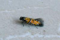 Chrysoesthia drurella
