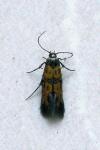 Chrysoesthia drurella