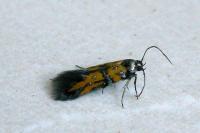 Chrysoesthia drurella