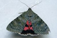 Catocala elocata