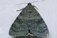 Catocala elocata