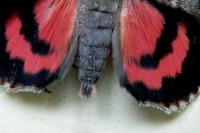Catocala elocata