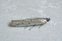 Homoeosoma nebulellum