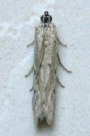Homoeosoma nebulellum