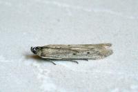 Homoeosoma nebulellum