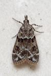 Eudonia mercurella