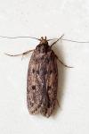 Hofmannophila pseudospretella