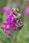 Autographa gamma