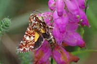 Anarta myrtilli