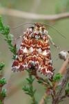 Anarta myrtilli