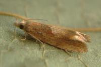 Eucosma conterminana