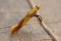 Caloptilia alchimiella/robustella