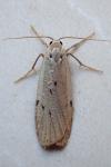 Pelosia muscerda