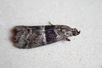 Elegia atrifasciella