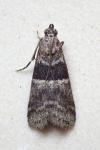 Elegia atrifasciella