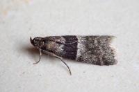 Elegia atrifasciella
