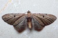 Eupithecia absinthiata/assimilata/goossensiata