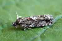 Epinotia immundana