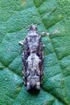 Epinotia immundana