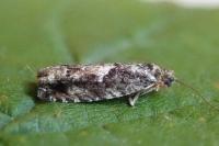 Epinotia immundana