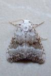 Meganola albula