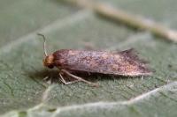 Apodia bifractella