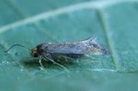 Apodia bifractella