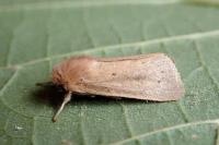 Denticucullus pygmina