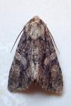 Dryobotodes tenebrosa