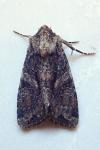 Dryobotodes tenebrosa