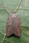 Acleris sparsana